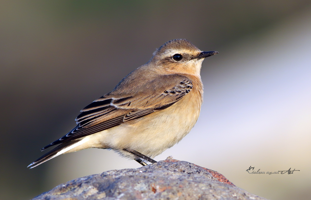 Northern Wheatear