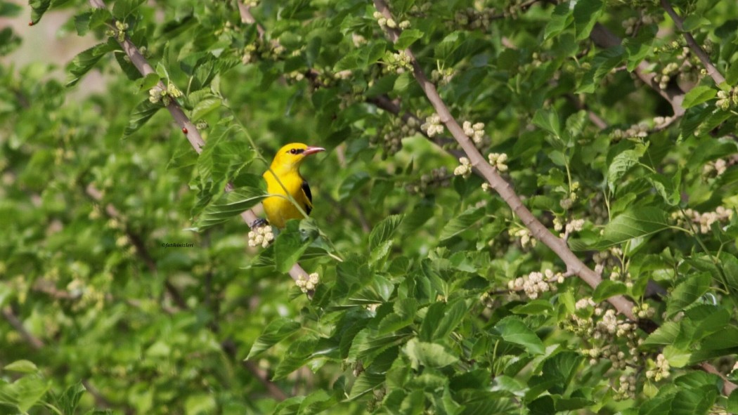 Eurasian Golden Oriole