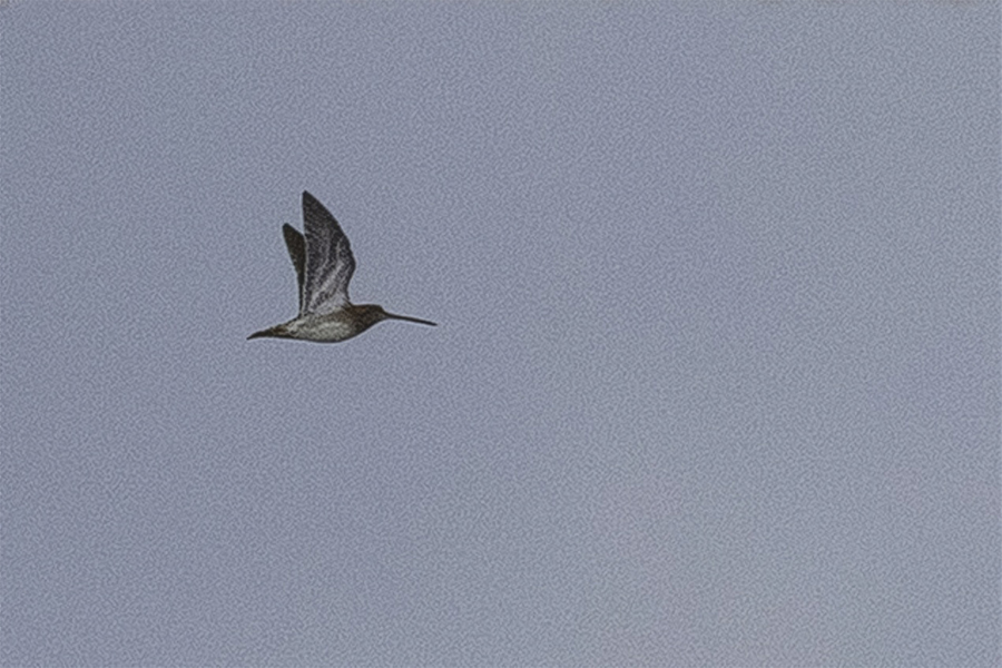 Common Snipe