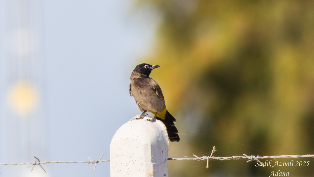 White-spectacled Bulbul