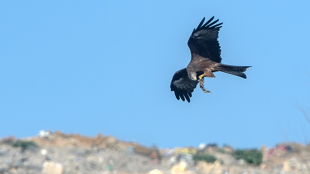 Black Kite