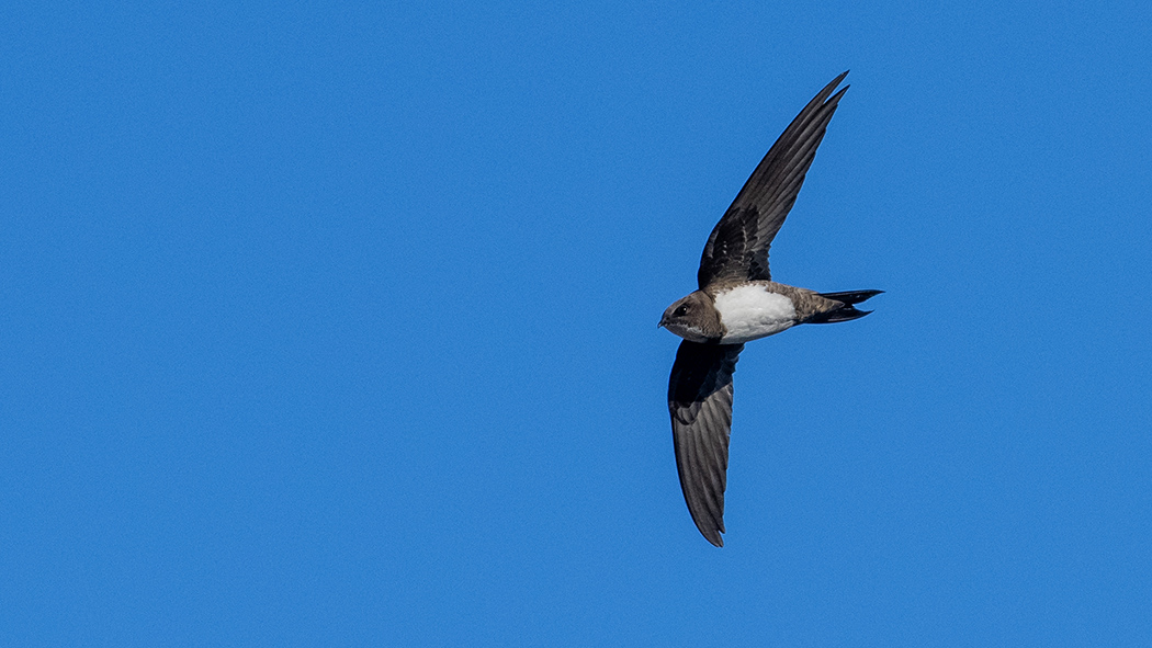 Alpine Swift