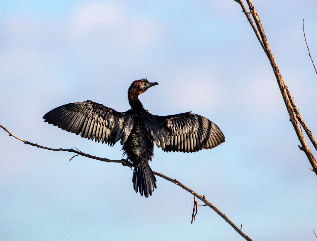 Pygmy Cormorant