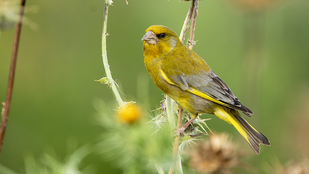 European Greenfinch
