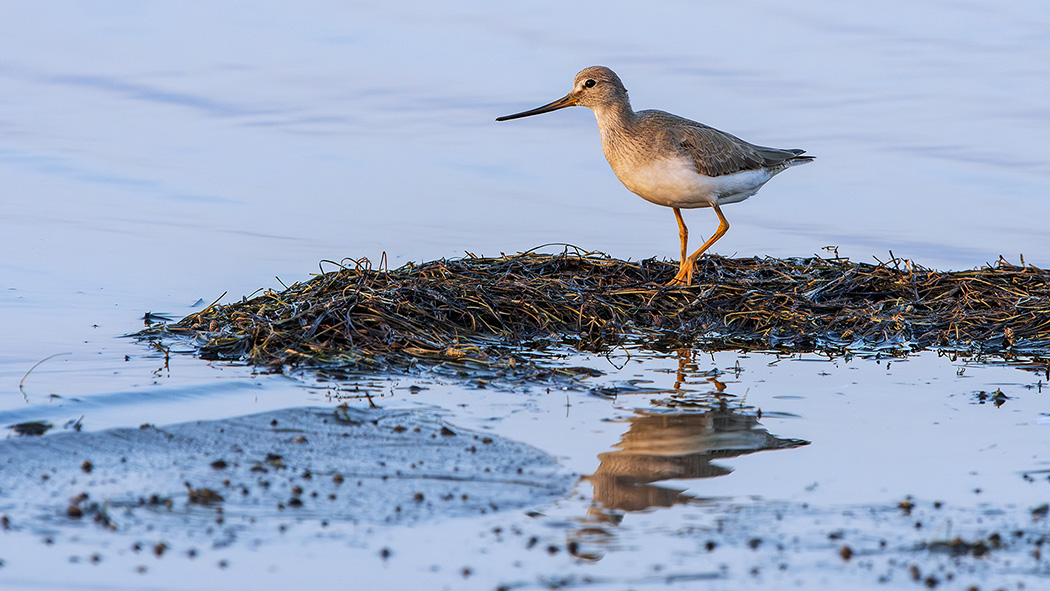 Terek Sandpiper
