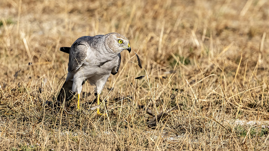 Pallid Harrier