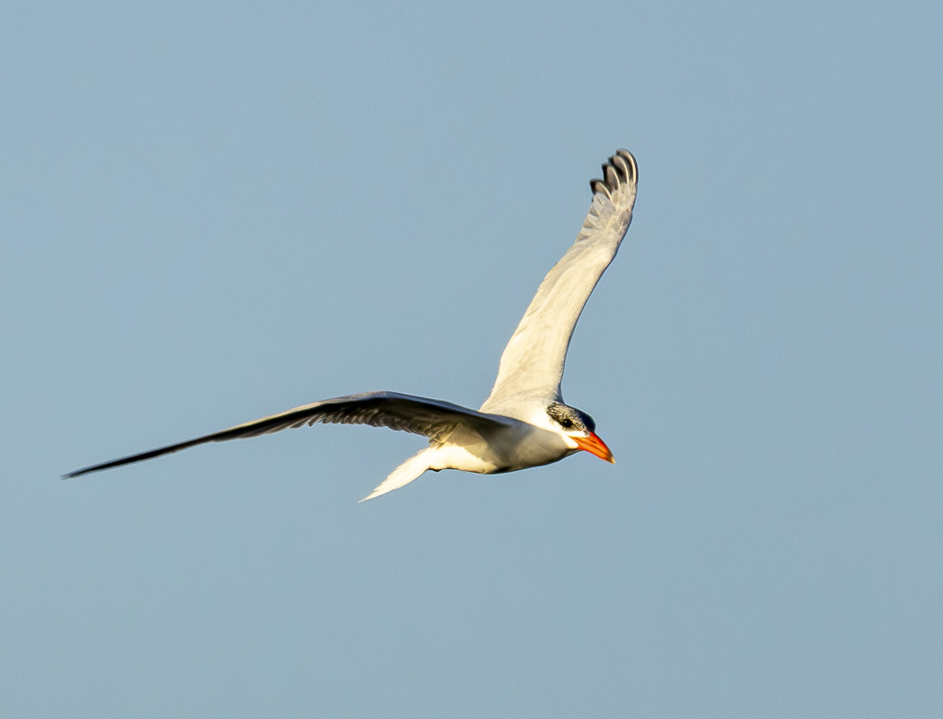 Caspian Tern