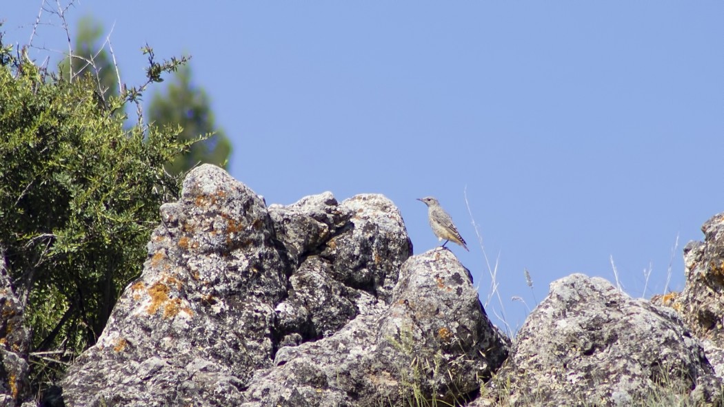 Common Rock Thrush