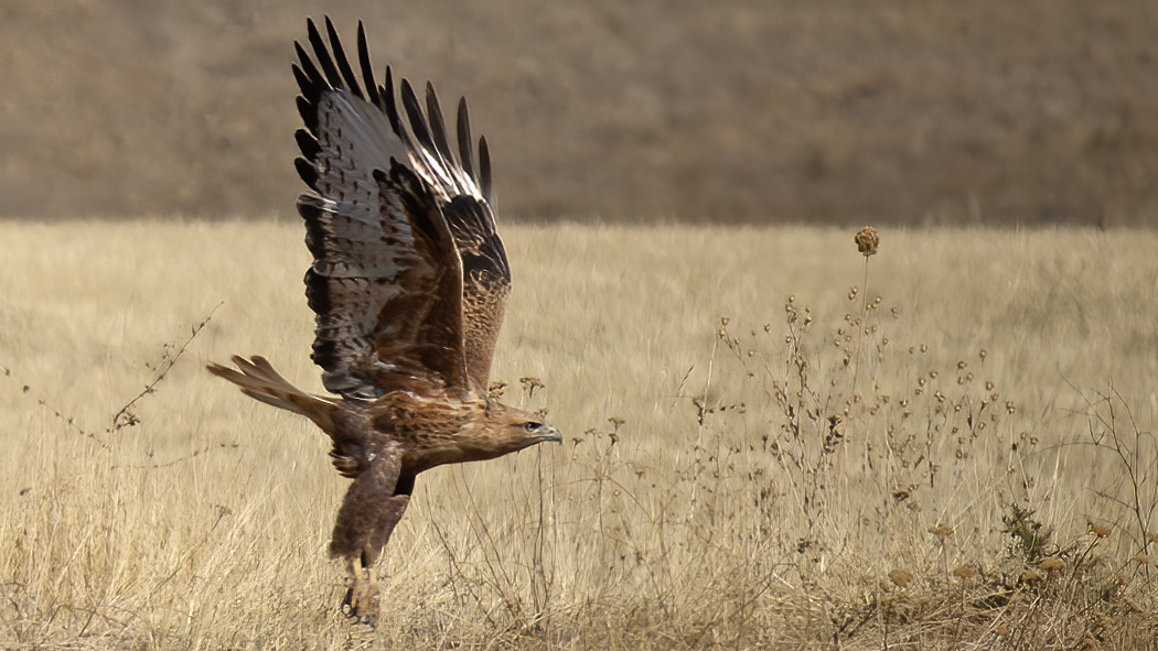 Long-legged Buzzard