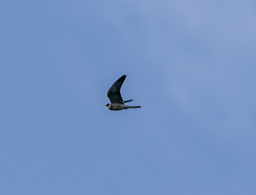 Red-footed Falcon
