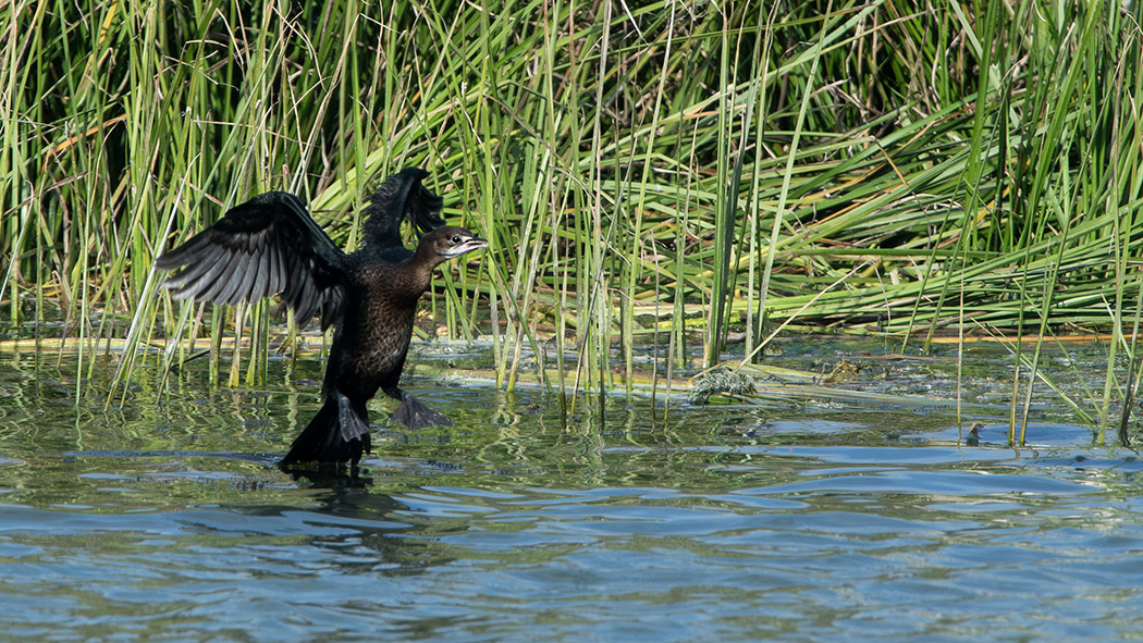 Pygmy Cormorant