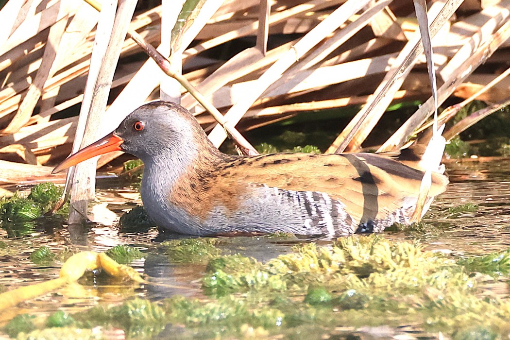 Water Rail