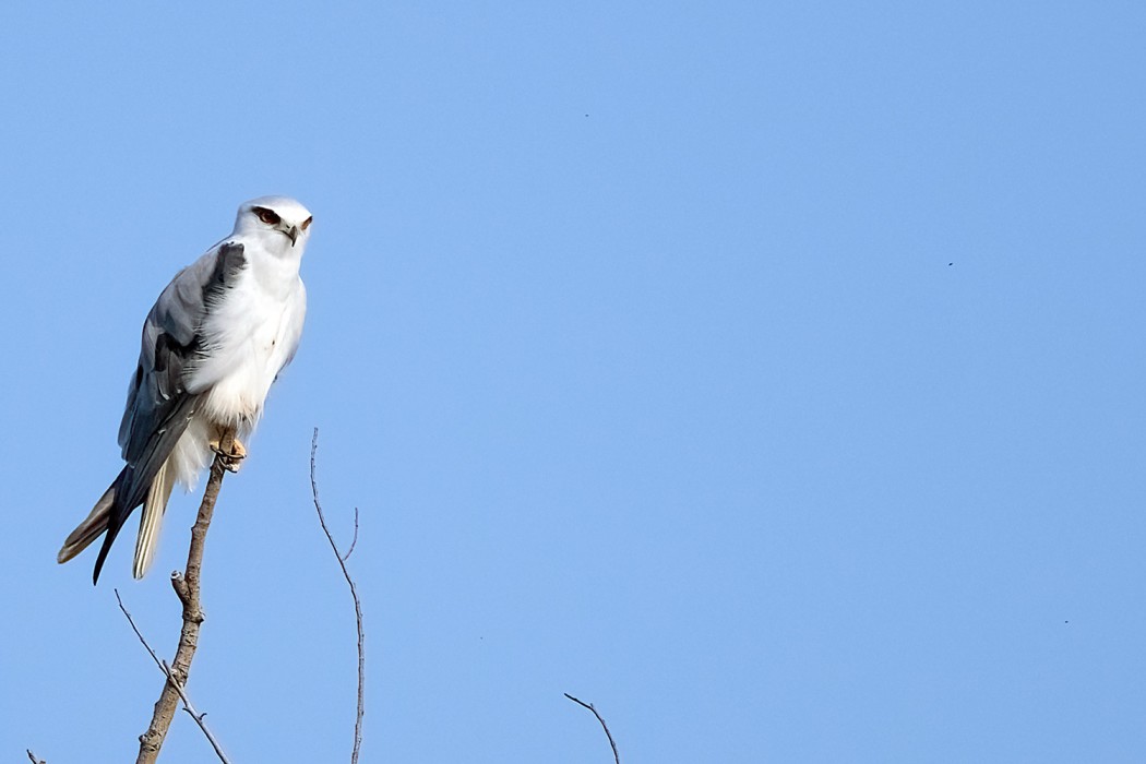 Black-winged Kite