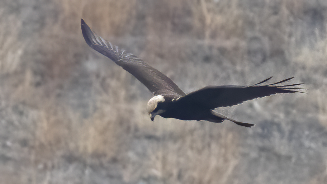 Western Marsh Harrier