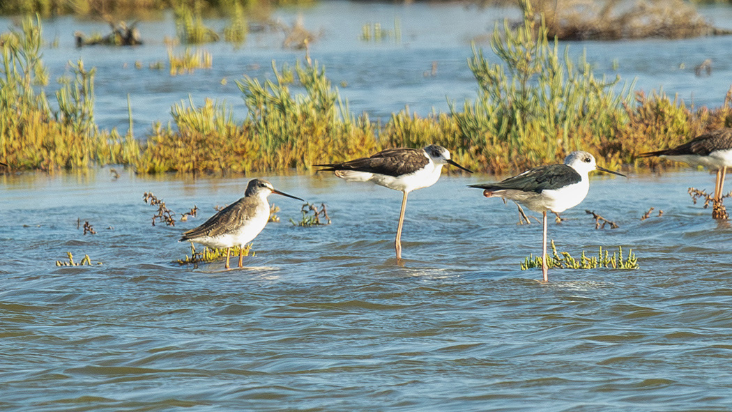 Spotted Redshank