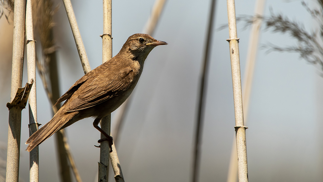 Savi`s Warbler