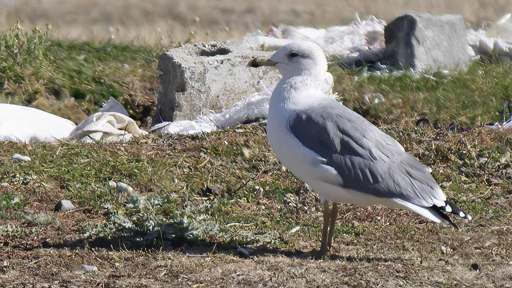 Armenian Gull