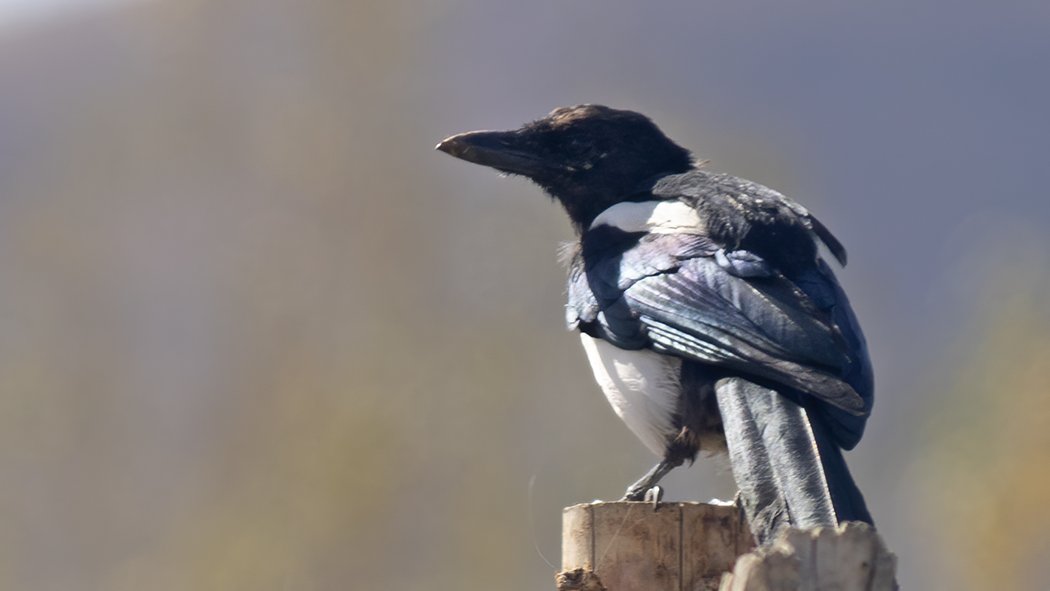 Eurasian Magpie