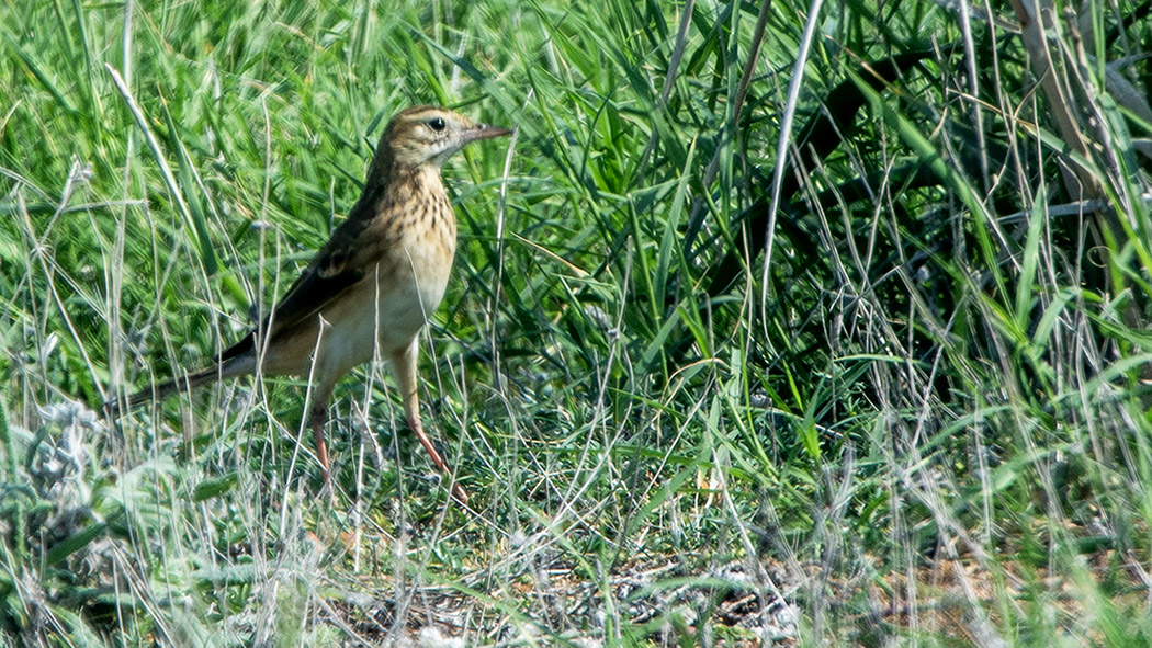 Richard`s Pipit