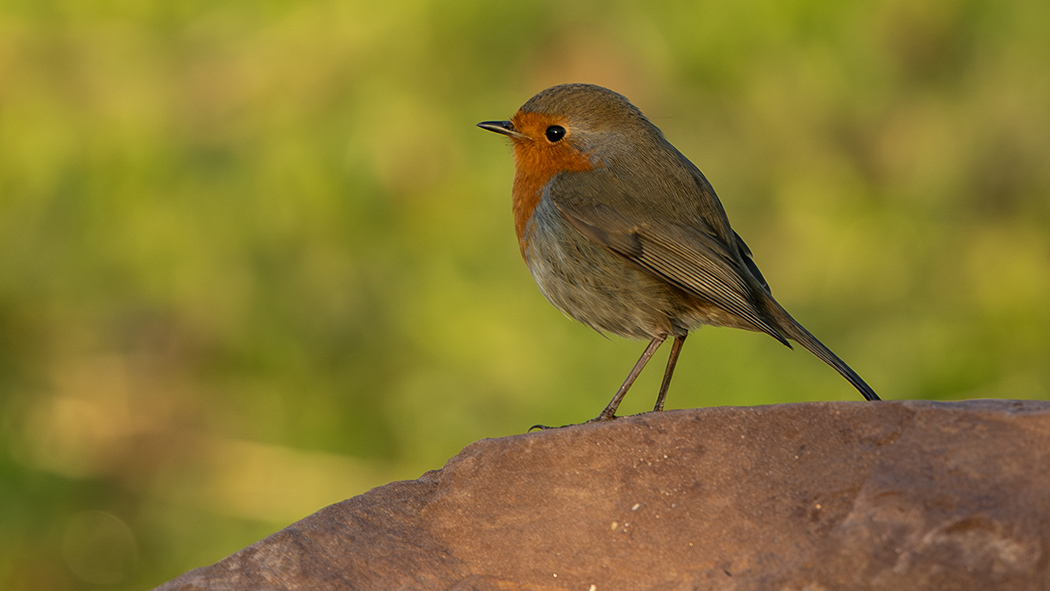 European Robin
