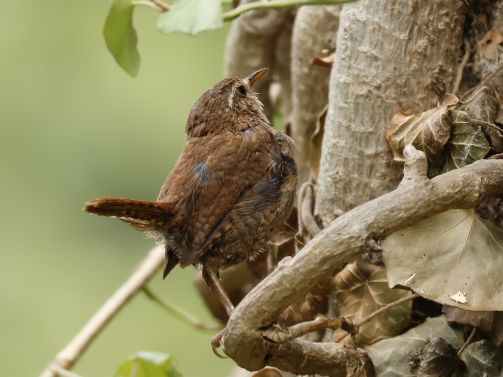 Eurasian Wren