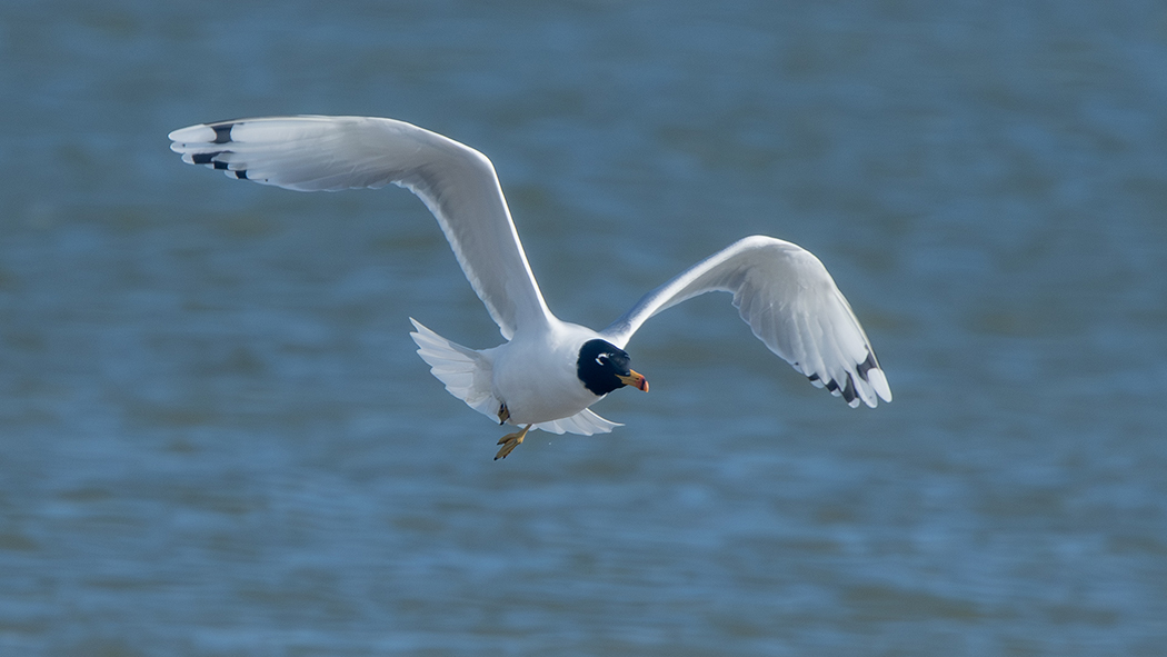 Pallas`s Gull