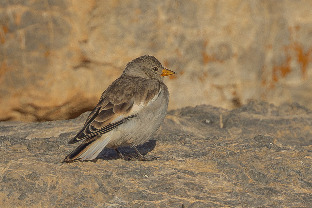 White-winged Snowfinch