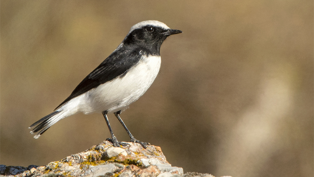 Finsch`s Wheatear