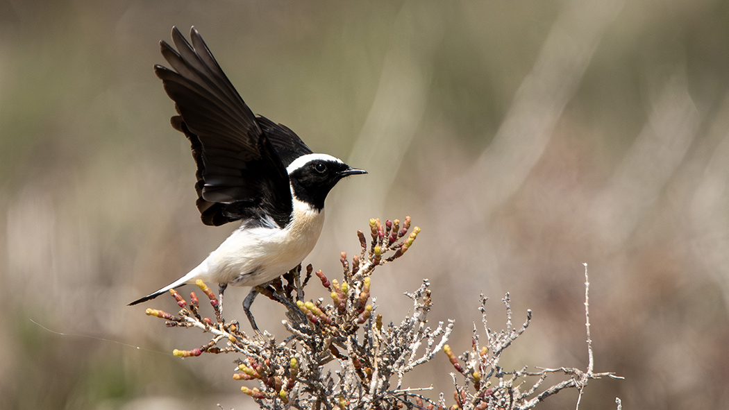 Black-eared Wheatear