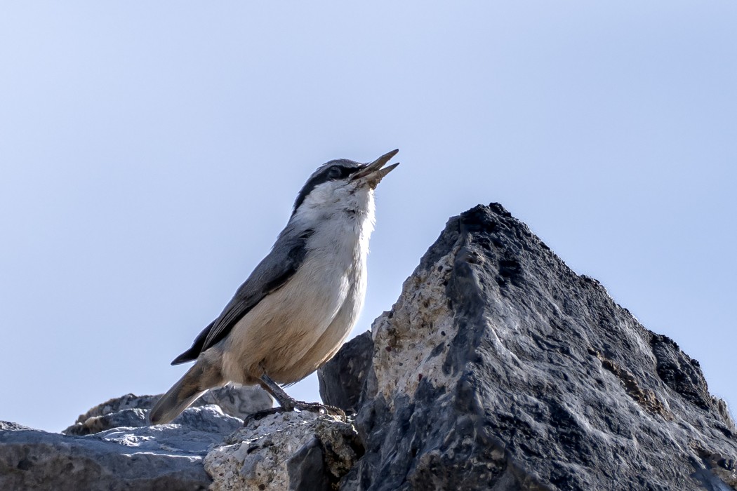 Western Rock Nuthatch