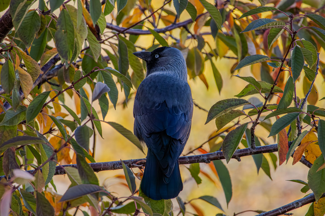 Western Jackdaw