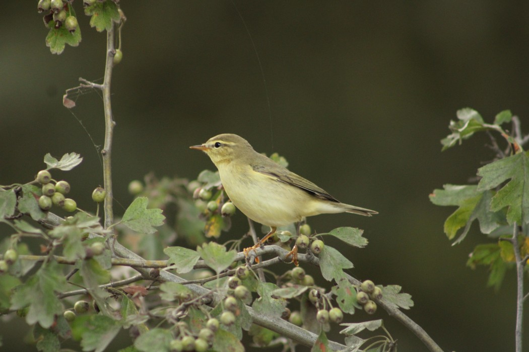 Willow Warbler