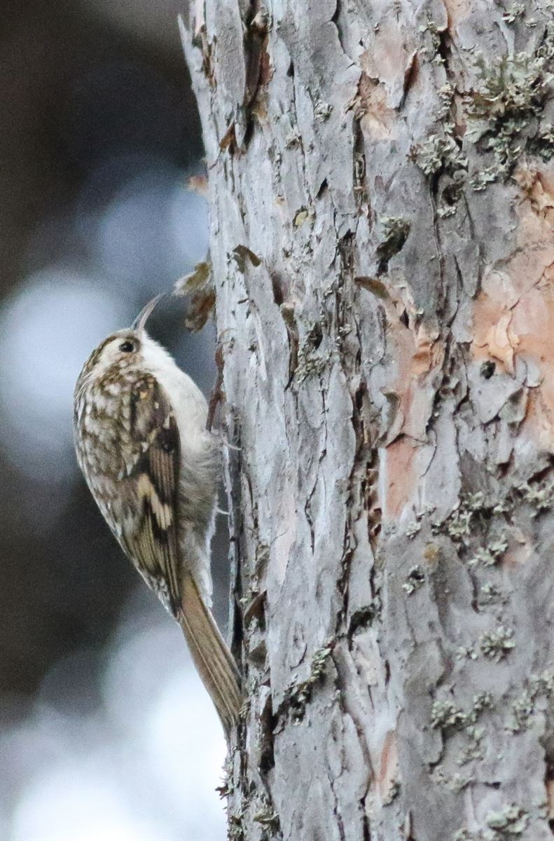Eurasian Treecreeper