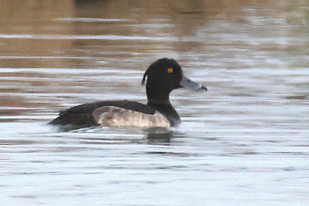 Tufted Duck