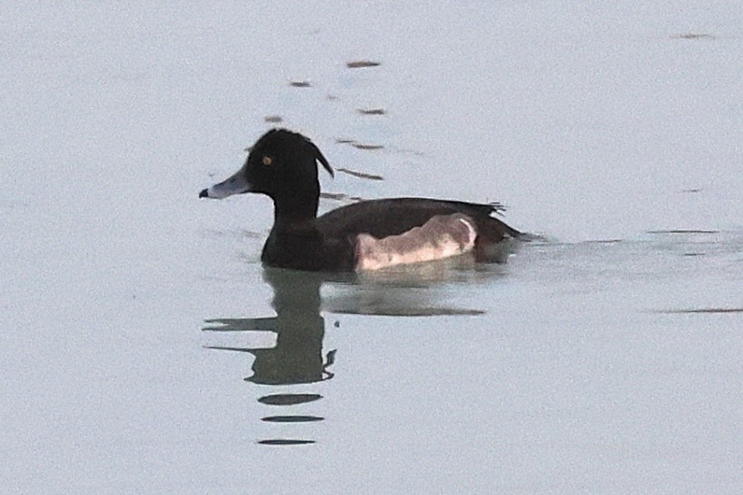 Tufted Duck