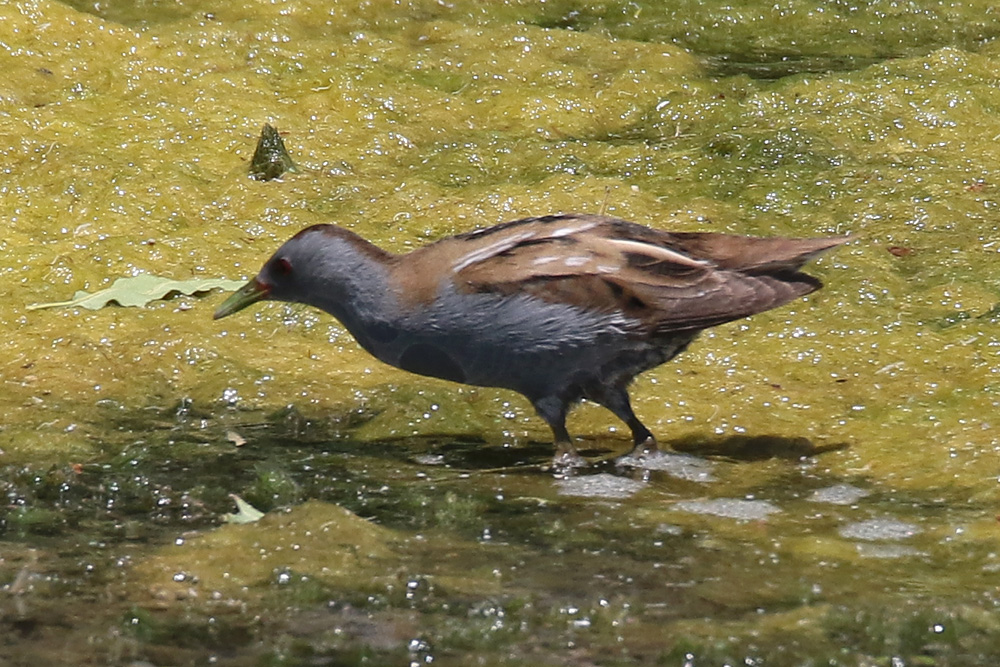 Little Crake