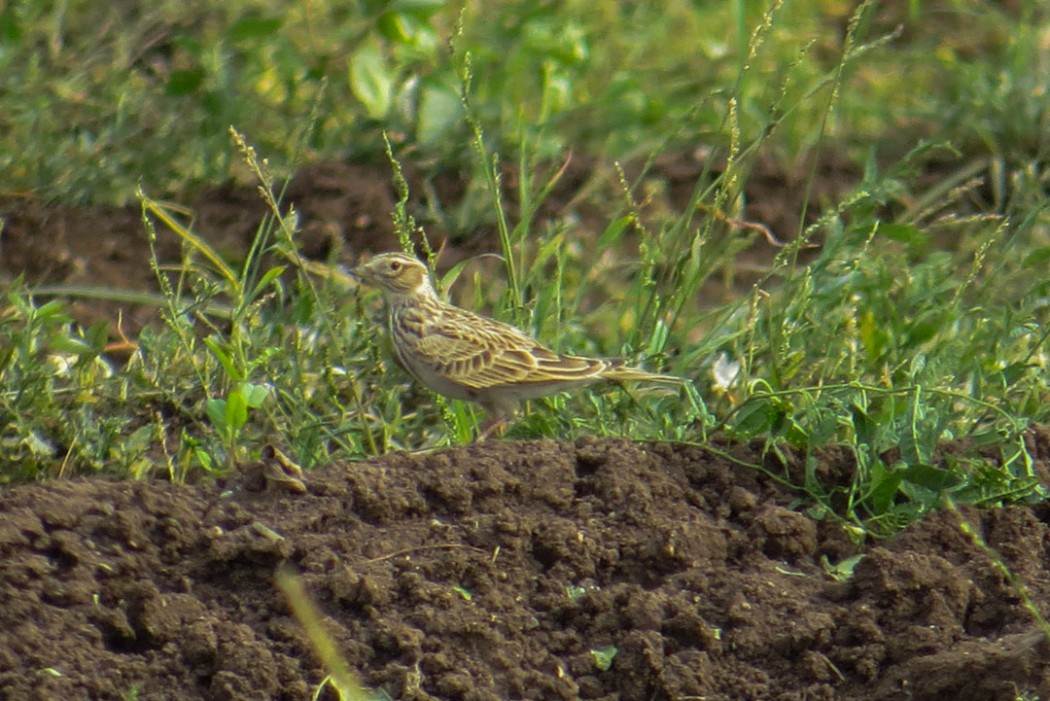 Eurasian Skylark