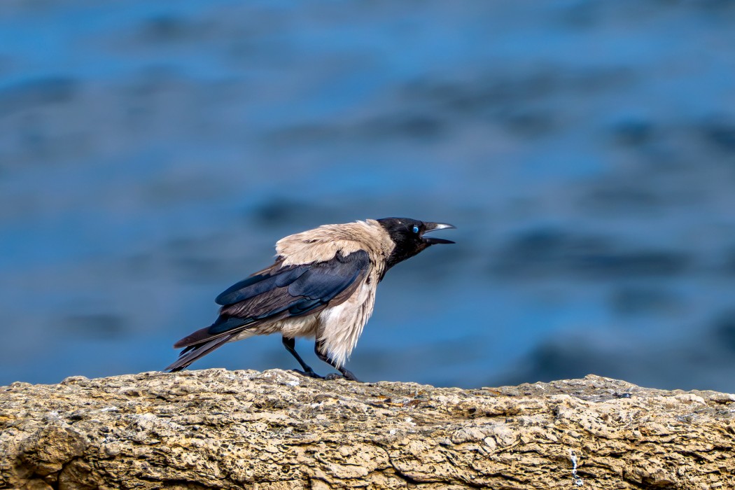 Hooded Crow