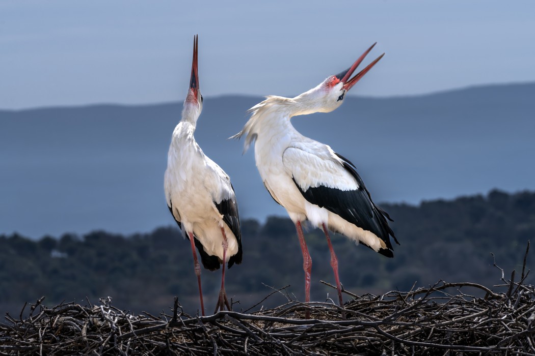 White Stork