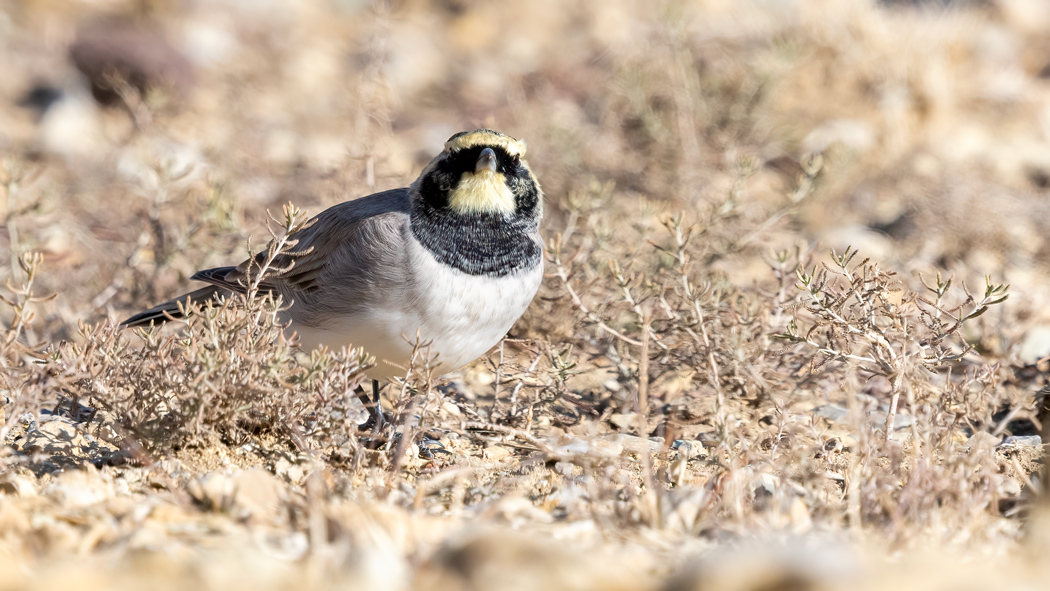 Horned Lark