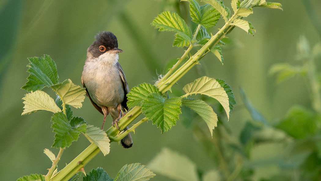 Menetries`s Warbler