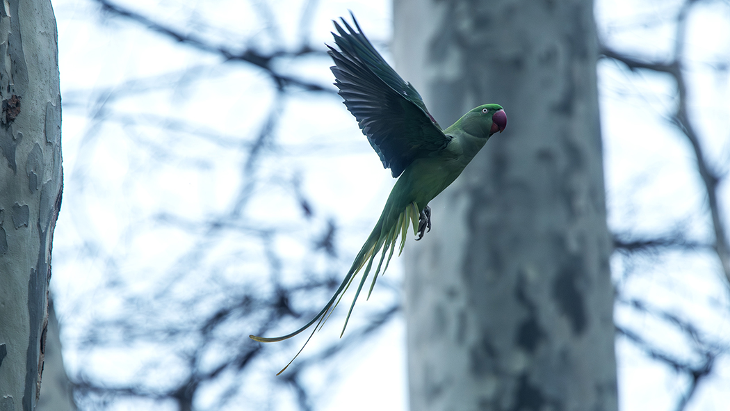Rose-ringed Parakeet