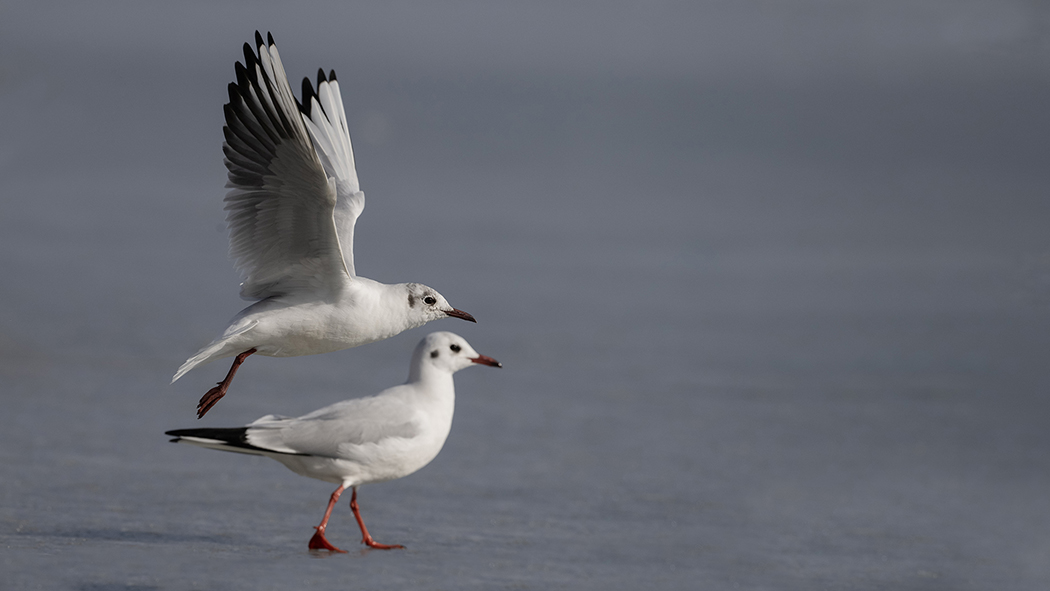 Black-headed Gull