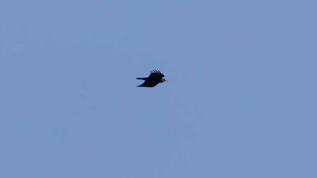 Red-billed Chough