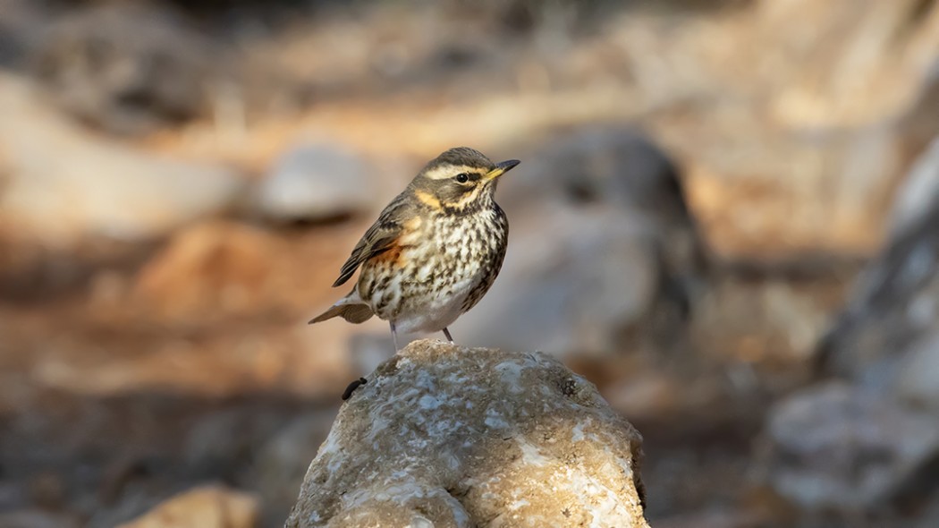 Redwing