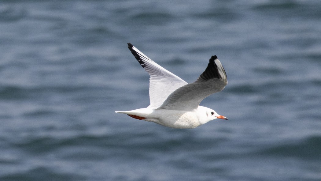 Black-headed Gull
