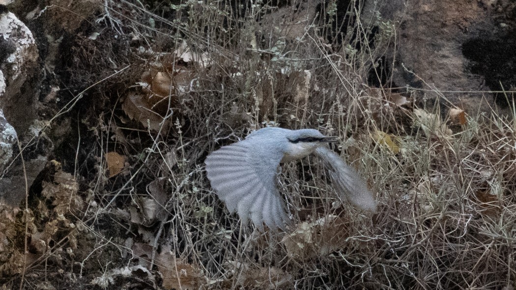 Western Rock Nuthatch