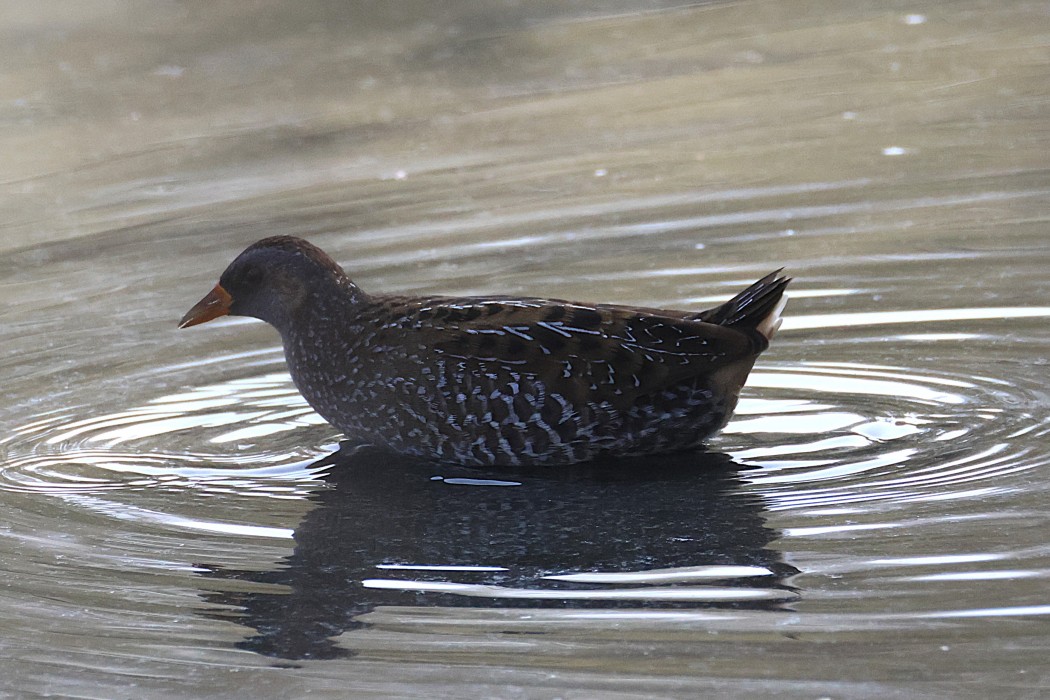 Spotted Crake