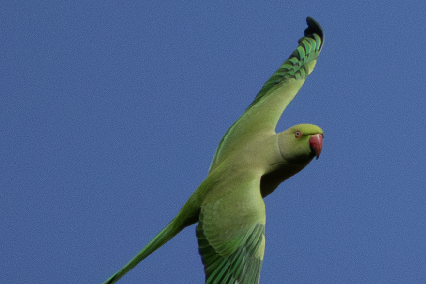 Rose-ringed Parakeet
