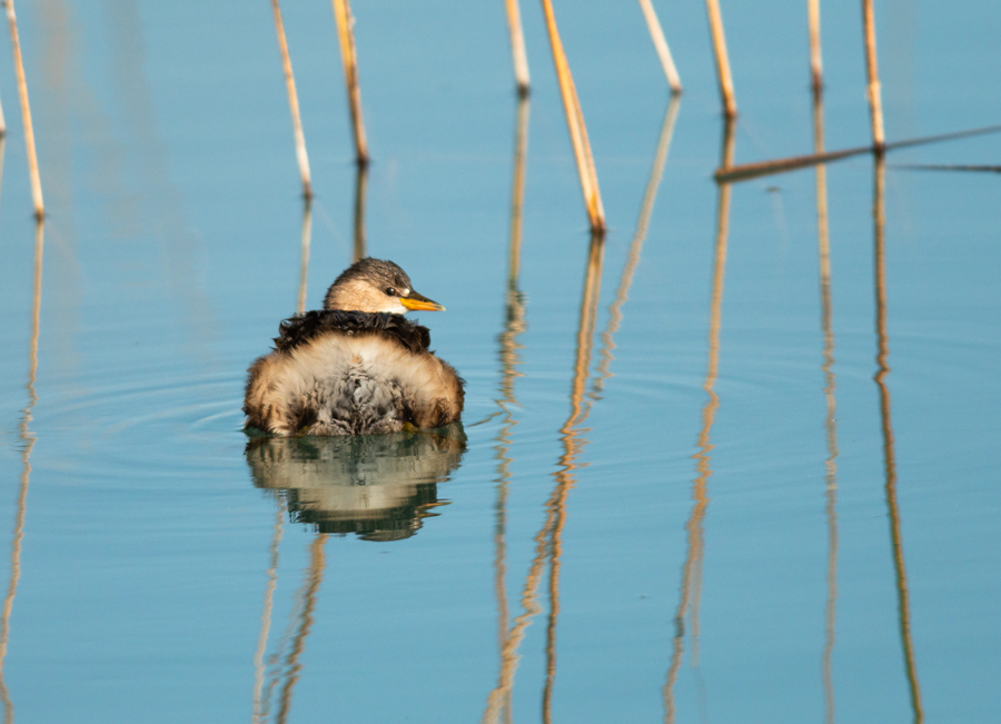 Little Grebe